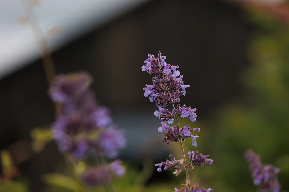 Arrangement background