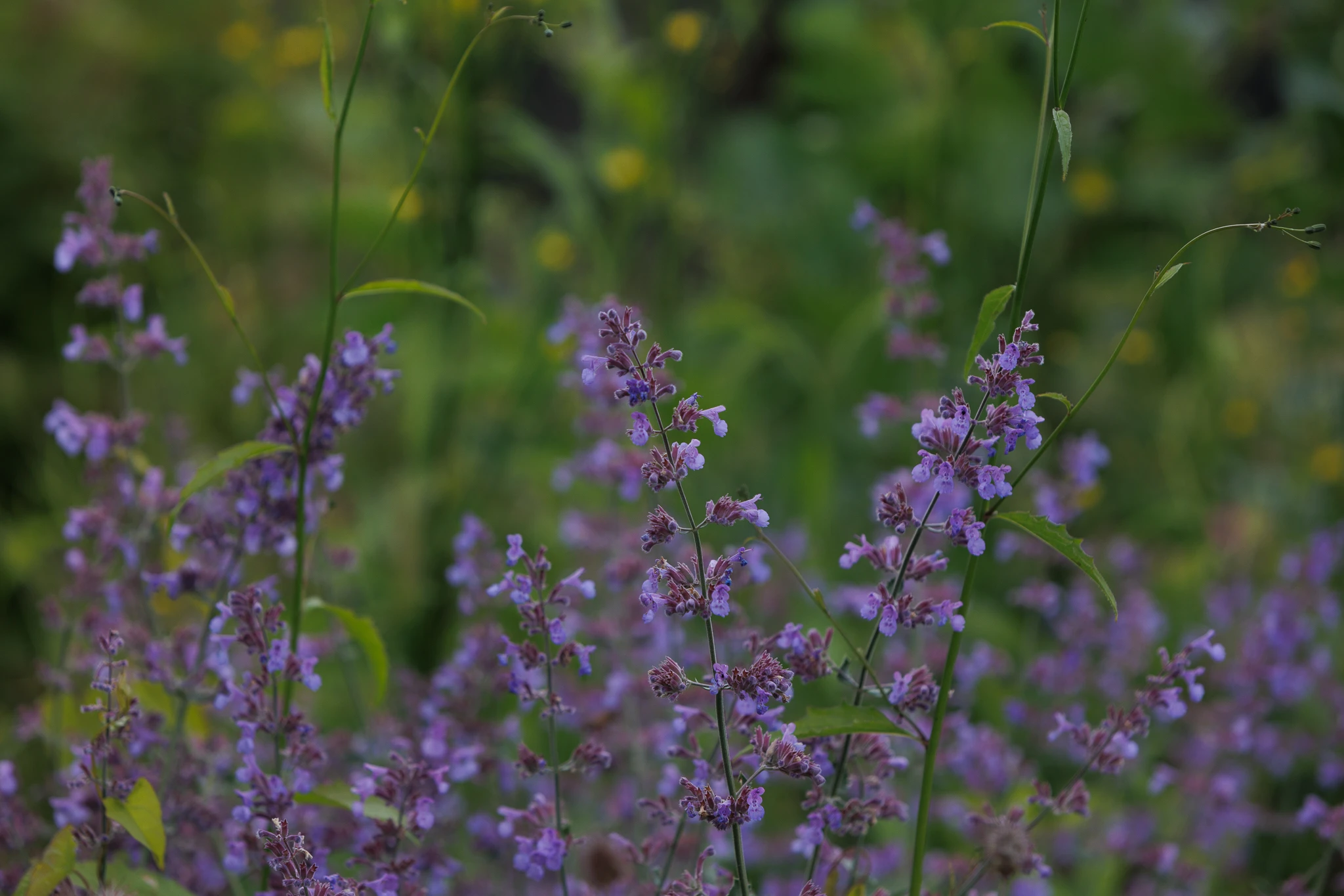 Arrangement background